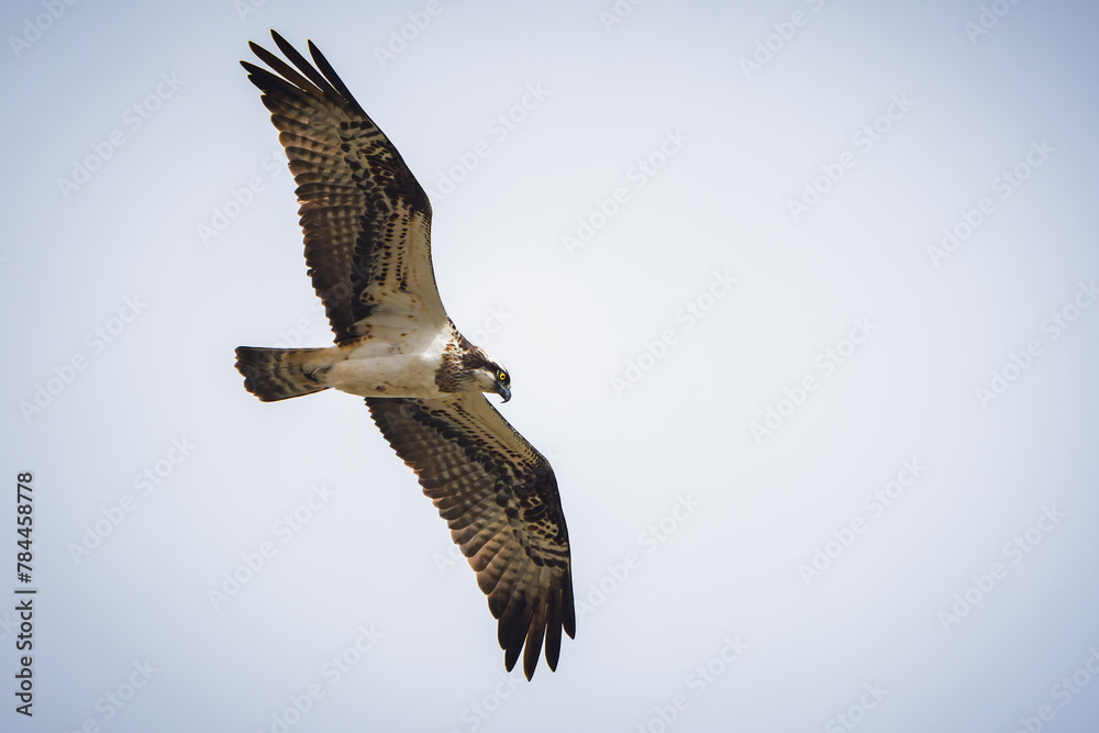 Obraz premium Un balbuazrd pêcheur en quête au dessus de la lagune