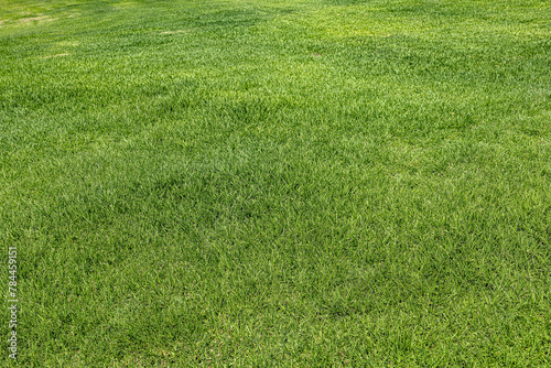 Background of real green grass in a clearing
