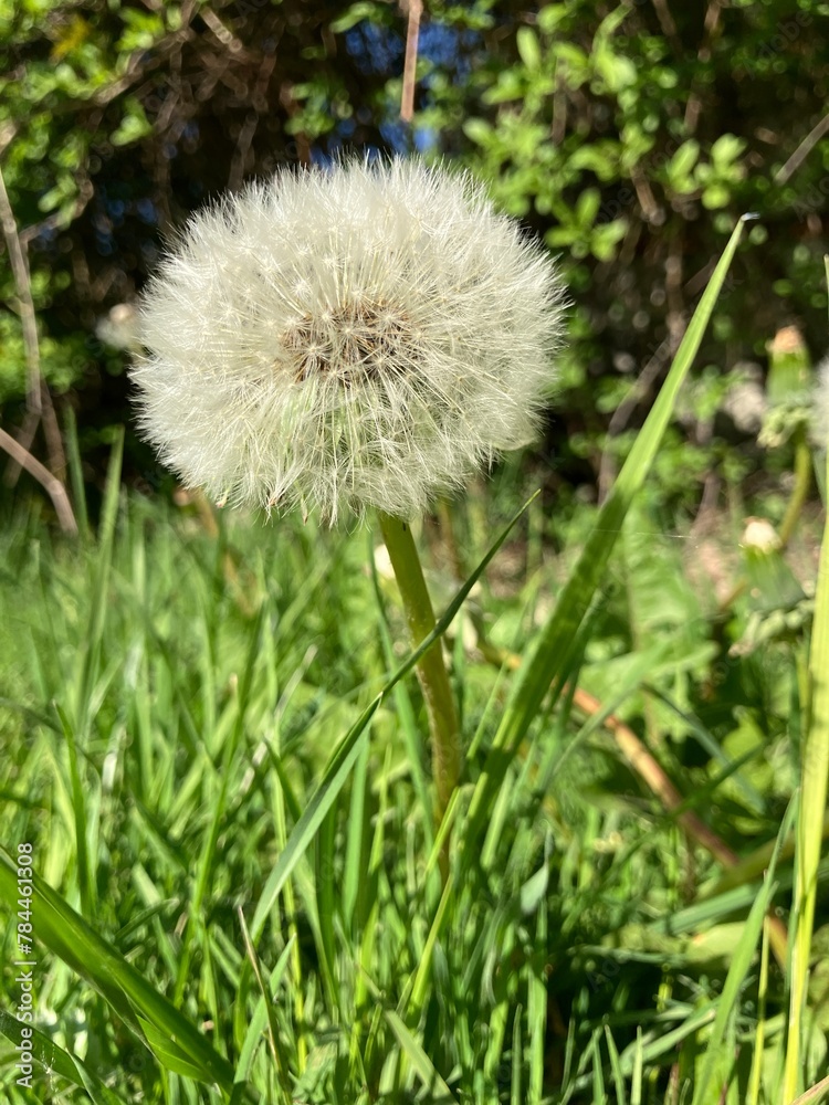 Pretty dandelion clock growing in the grass