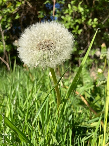 Pretty dandelion clock growing in the grass