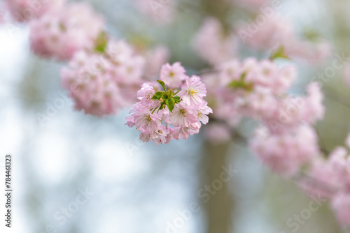 The branch of sakura flowers on the spring background © gannusya