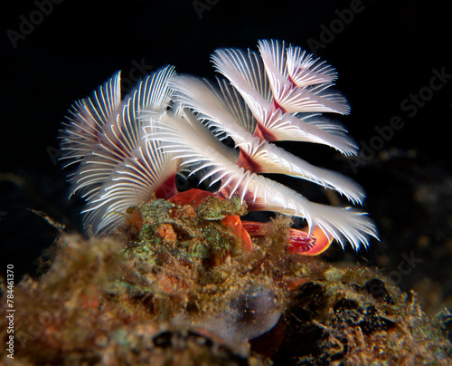 A white Christmas tree worm on a shallow reef Dauin Philippines