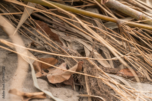 Captivating Indian Python Photos | Valmiki Tiger Reserve Stock