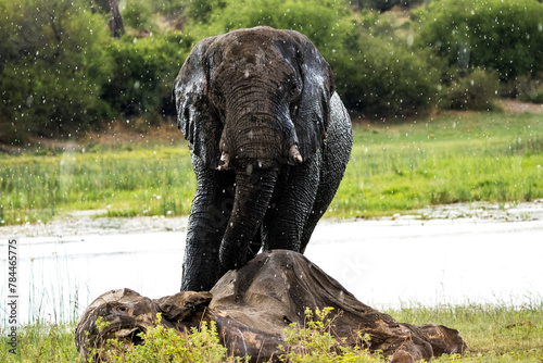Canvas Print Mourning elephant at the Boteti River, Botswana