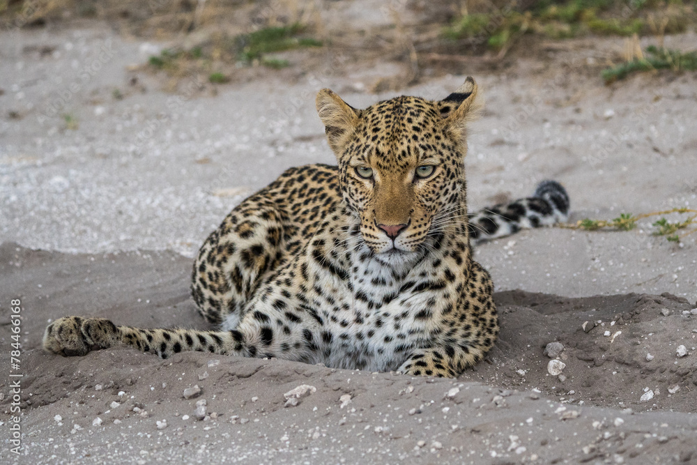Obraz premium Leopard on the road in Nxai Pan, Botswana