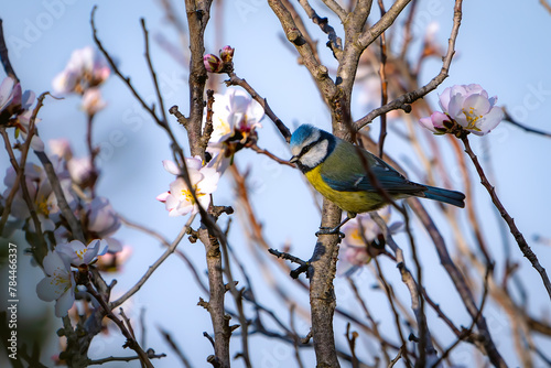 Une Mésange bleu posée dans un amandier. photo