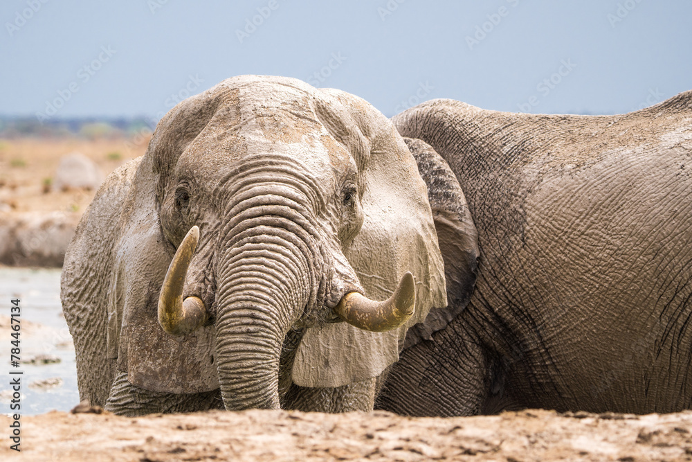 Fototapeta premium Splashing/bathing elephants at the Nxai Pan waterhole, Botswana