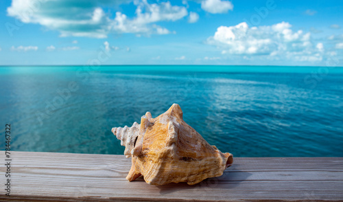 seashell overlooking the blue ocean.
