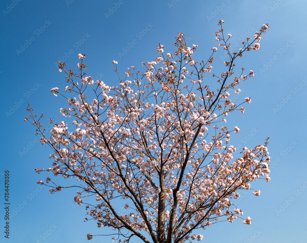 日本の桜の木