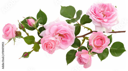 Fototapeta Naklejka Na Ścianę i Meble -  pink rose isolated on white background