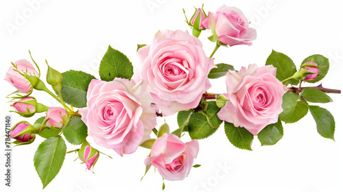 Fototapeta Naklejka Na Ścianę i Meble -  pink rose isolated on white background