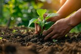 Hands nurturing a young plant in soil, growth and environment care concept. soft focus,defocus
