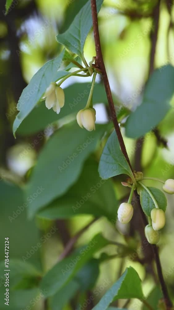 White blossoming lemongrass flowers. Vertical video. White blossoming lemongrass flowers. Vertical video.
