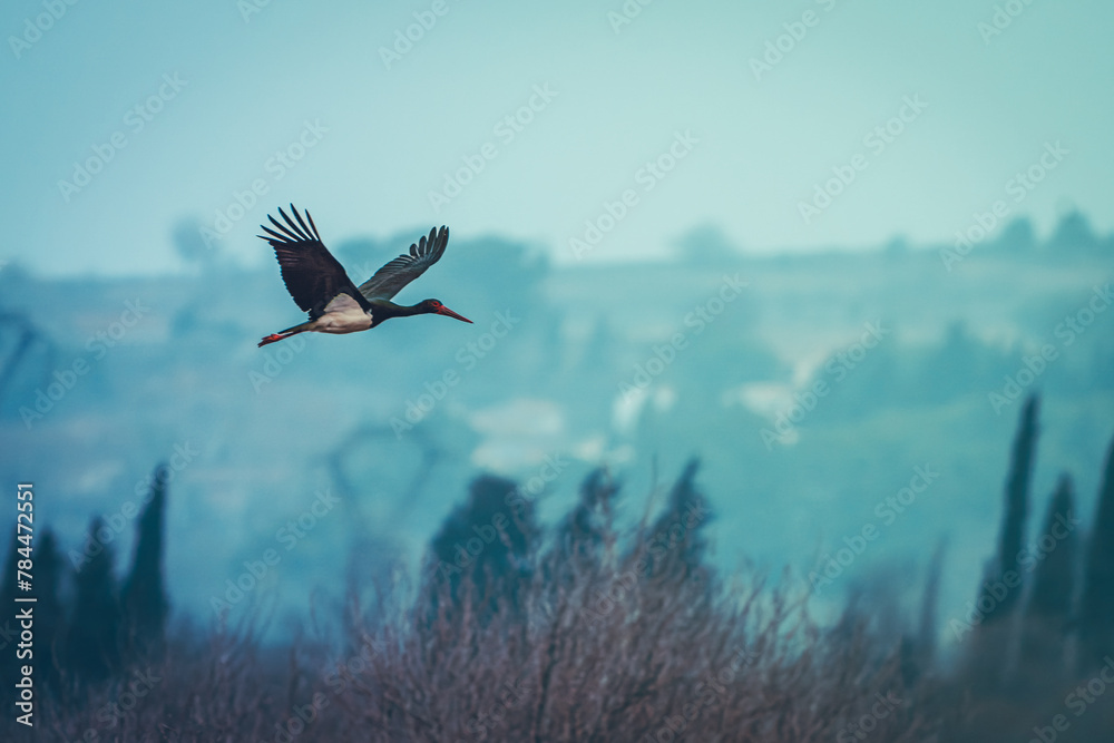 Un Cigogne noire vole au dessus d'un étang - obrazy, fototapety, plakaty 