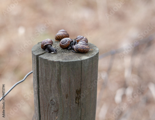 snails with blurry background. Brown shoft tones. Environment awareness. photo