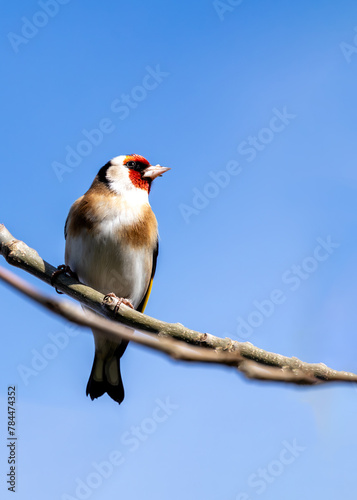 Photography European Goldfinch (Carduelis carduelis) - Found across Europe, Asia & North Afr