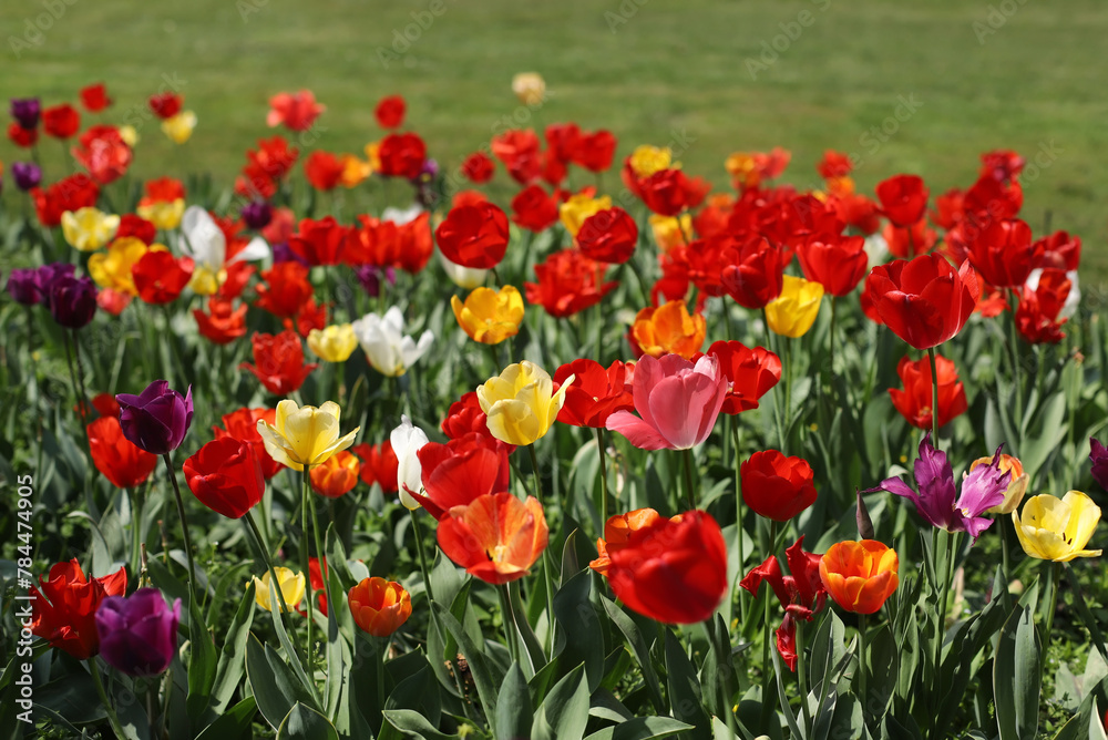 Fototapeta premium A field of multicolored tulips
