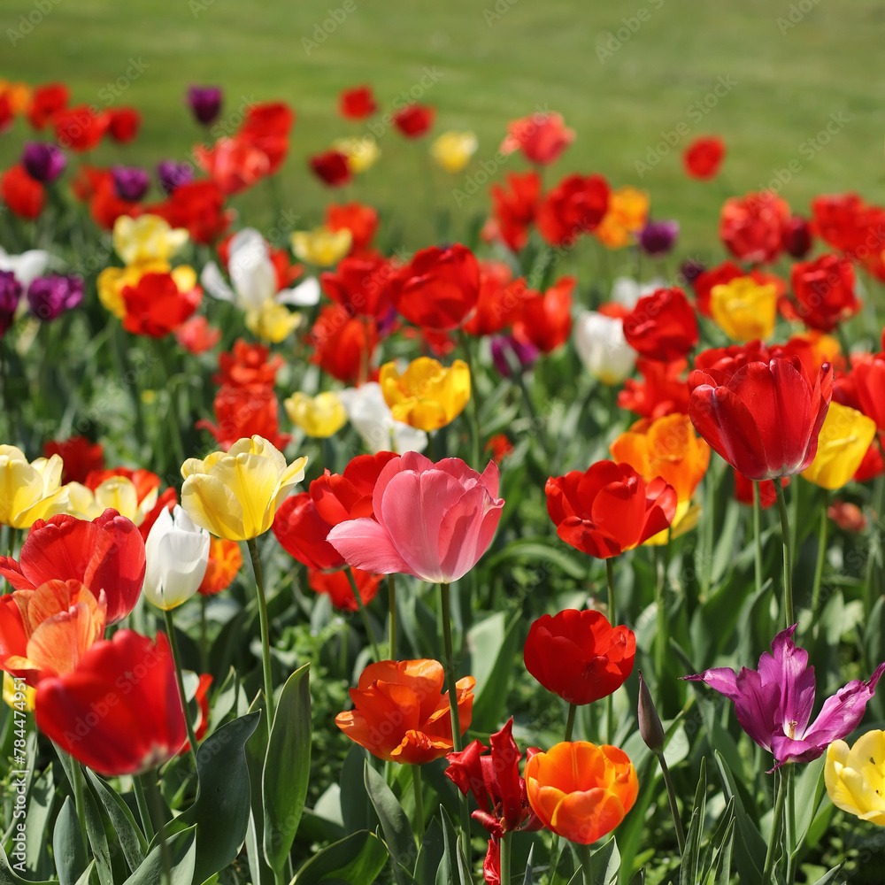 A field of multicolored tulips