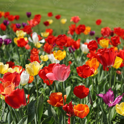 A field of multicolored tulips
