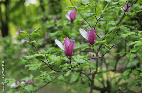 Magnolia soulangeana  flowers in the garden