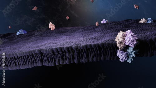 cell membrane with receptors and hormones photo