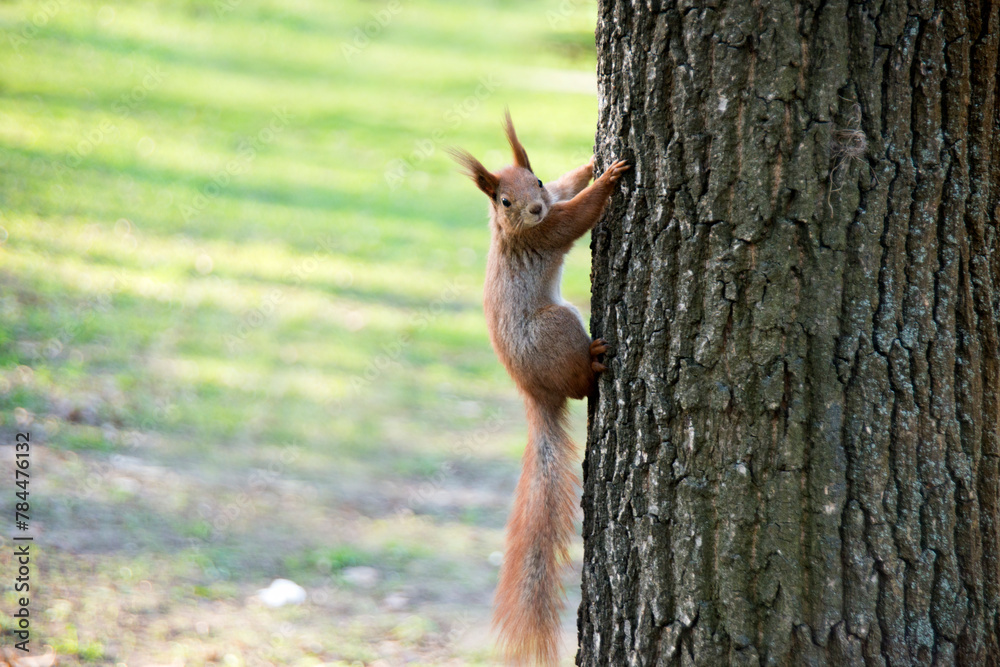 squirrel in the forest squirrel in the forest