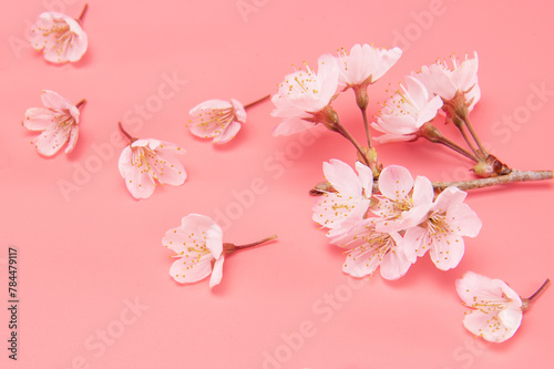 Branch of blooming cherry blossoms isolated on pink background. Traditional japanese flower.
