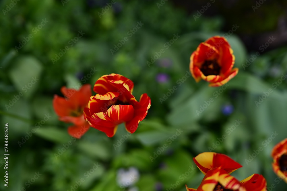 Flowers Flowers
