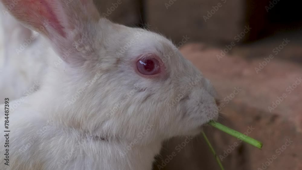 White and red eyes eating grass in farm area. Wild rabbit in nature. young fluffy cute white rabbit sits in farm house and eats, slow motion. Easter bunny for Easter White and red eyes eating grass in farm area. Wild rabbit in nature. young fluffy cute white rabbit sits in farm house and eats, slow motion. Easter bunny for Easter