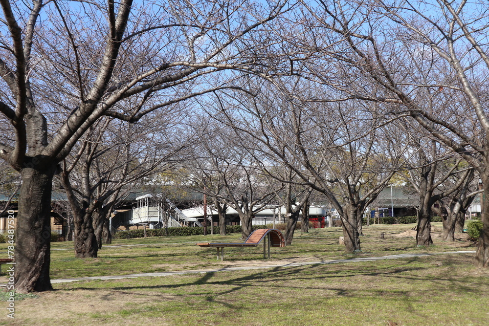 Kawazu Sakura cherry trees in full bloom Kawazu Sakura cherry trees in full bloom