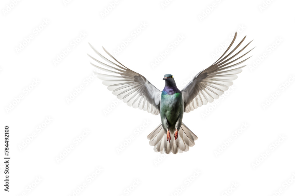 Naklejka premium Hummingbird Flying to suck nectar from purple frangipani flowers on a branch, Isolated on transparent background.