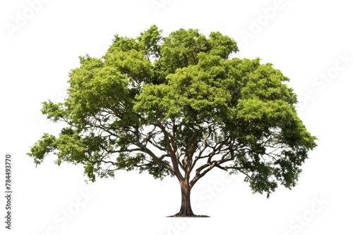 Tree view from the side. Trunk visible. Isolated on white background.