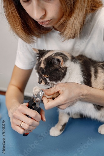 Cat groomer clips a cat's nails during a grooming session