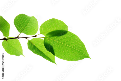 tree view from close up Leaf details visible. Isolated on white background.