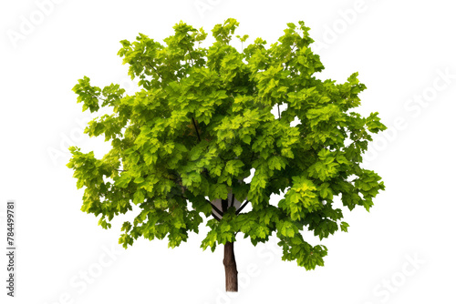Peaceful tree  light green leaves swaying in the breeze. Isolated on white background.