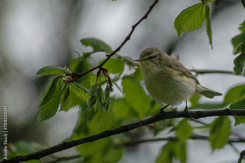 Obraz premium common chiffchaff on a branch