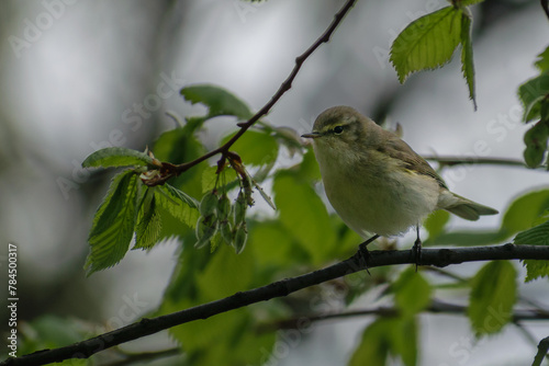common chiffchaff on a branch