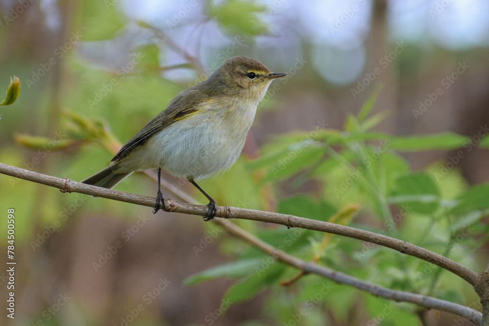 robin on a branch robin on a branch