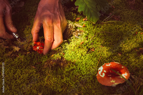 Man cuts a mushroom in the forest photo