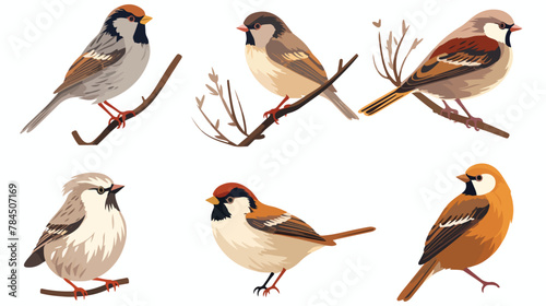 Sparrow character vector illustrations set. Small b