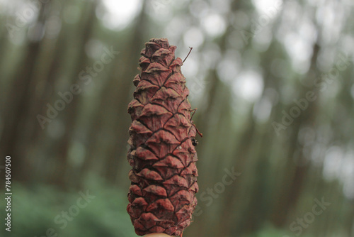 Old brown pinecone on blur background