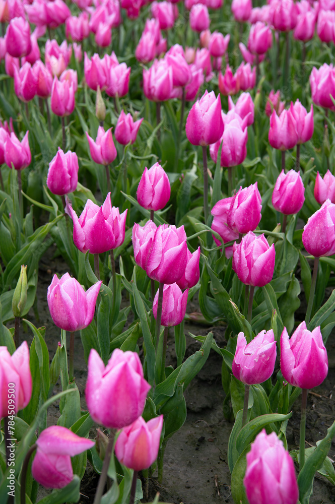 Tulip fields in April. Spring in the Netherlands, the famous Dutch tulip fields. Fuchsia pink tulips.