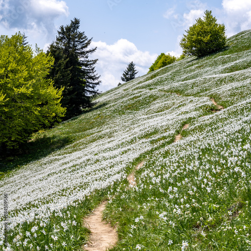 Daffodils in Slovenian Alps