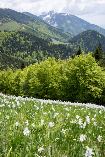 Daffodils in Slovenian Alps