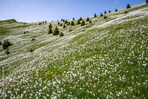 Daffodils in Slovenian Alps