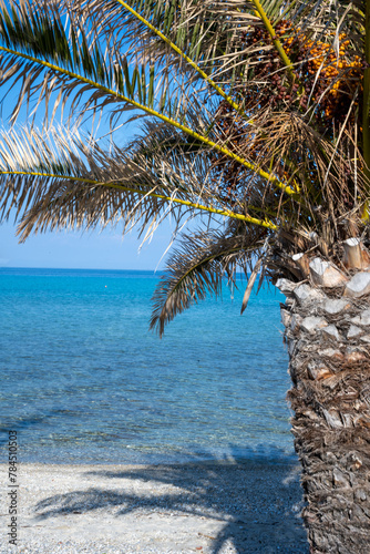 Palm tree on the beach in Greece