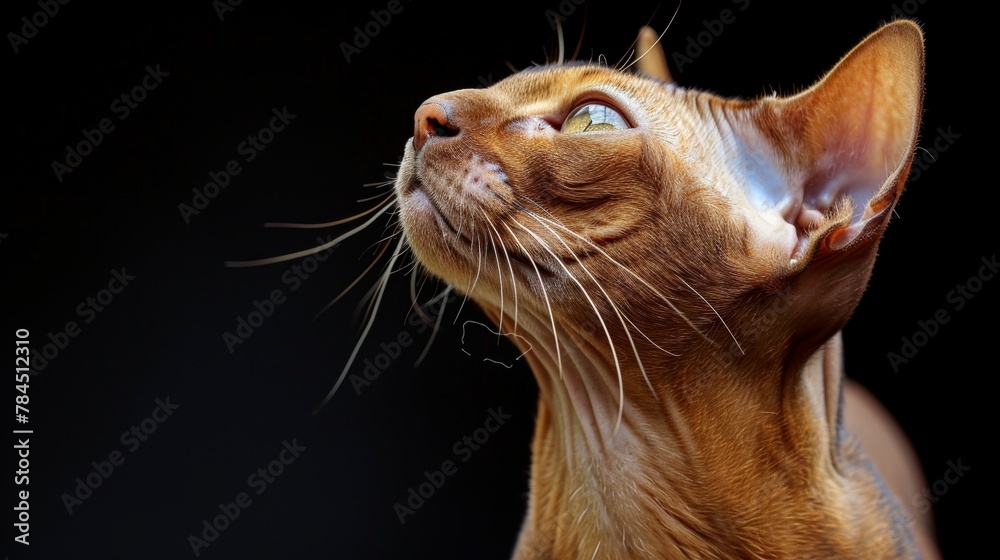 Hyperrealistic Sphynx cat, with empty space a left, dark background, banner