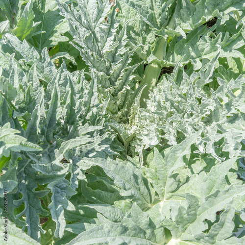 野菜