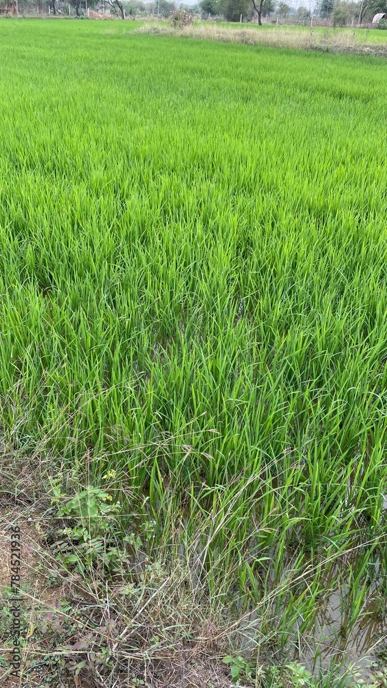 Plantation of the oryza sativa in India Plantation of the oryza sativa in India
