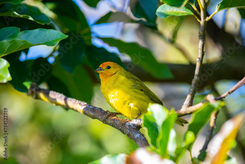 True Canary (Sicalis flaveola). 